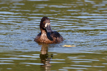 Tufted duck female swimming on water. Cute brown waterbird. Bird in wildlife.