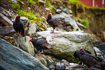 vulture