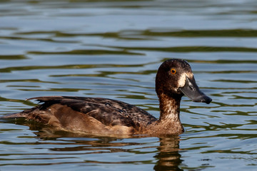 Tufted duck female swimming on water. Cute brown waterbird. Bird in wildlife.