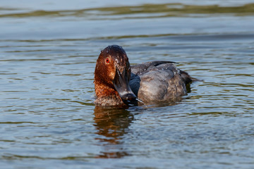 Fototapeta premium Common pochard male in autumn plumage swimming on water. Cute bright diving duck. Bird in wildlife.