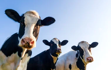 Foto op Plexiglas Holstein koeien over blauwe lucht ©  Laurent Renault
