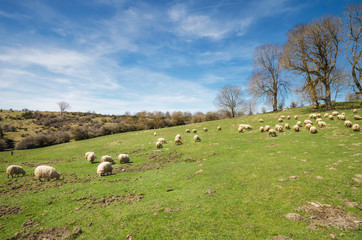Obraz premium Flock of sheep grazing on mountain meadow