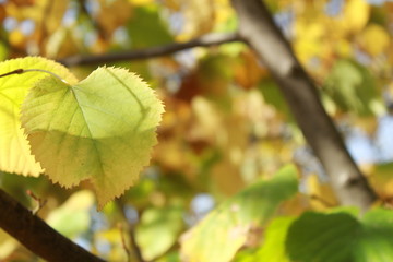Hojas con gotas de agua, despues de la lluvia