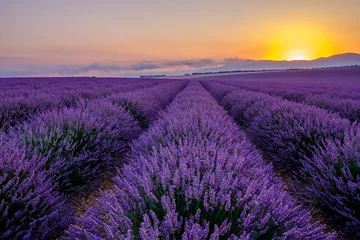 Deurstickers Lavendelveld in de Provence, Frankrijk. Valensole plateau. Zonsopkomst. © Marina