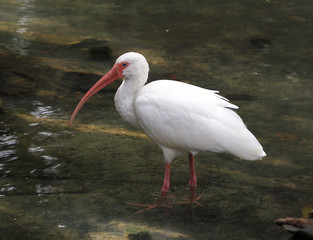 An Ibis wading in a lake
