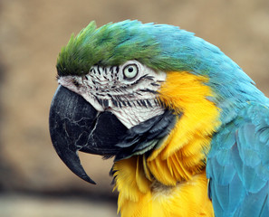 A Blue and Gold Macaw in a tree