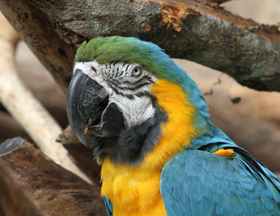 A Blue and Gold Macaw in a tree