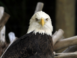 American Bald Eagle