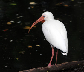 Ibis standing on a fallen tree