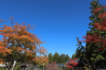高野山の紅葉