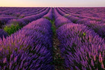 Fotobehang Lavendelveld in de Provence, Frankrijk. Plateau van Valensole. Zonsopkomst. © Marina