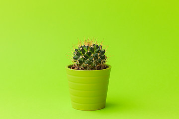 Close-up shot of cute little cactus in small green pot on lime color background. Trendy colors. Copy space