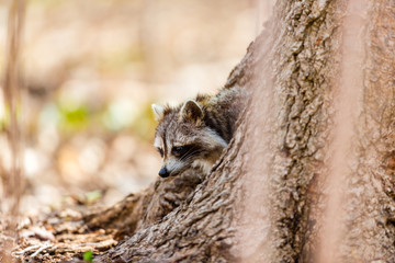 Raccoon foraging for food in a boreal forest Quebec Canada.