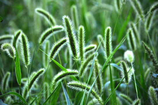 Food, feed culture and invasive weed cereal setaria