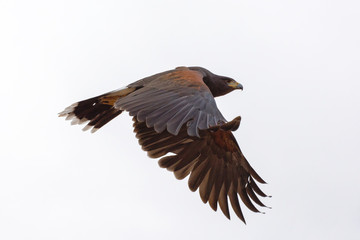 Harris's Hawk in Flight isolated on a White Background