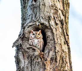 Obraz premium Eastern screech owl pictured in its nesting hole in a tree in a boreal forest Quebec, Canada.