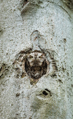 Eastern screech owl pictured in its nesting hole in a tree in a boreal forest Quebec, Canada.