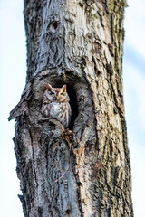 Eastern screech owl pictured in its nesting hole in a tree in a boreal forest Quebec, Canada.
