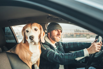 Man riding a car and his beagle dog sit inside with him