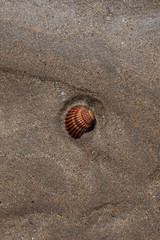 Fototapeta na wymiar Coquillage dans le sable