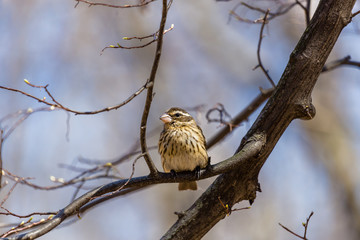 Rose breasted grossbeak female feeding on a stump in a boreal forest Quebec, Canada.