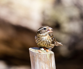 Rose breasted grossbeak female feeding on a stump in a boreal forest Quebec, Canada.