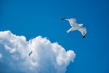 Seagull soaring in open sky