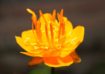 Fototapeta premium Bright orange flower of the Chinese globeflower (Trollius chinensis, or Trollius ledebourii). Orange Queen