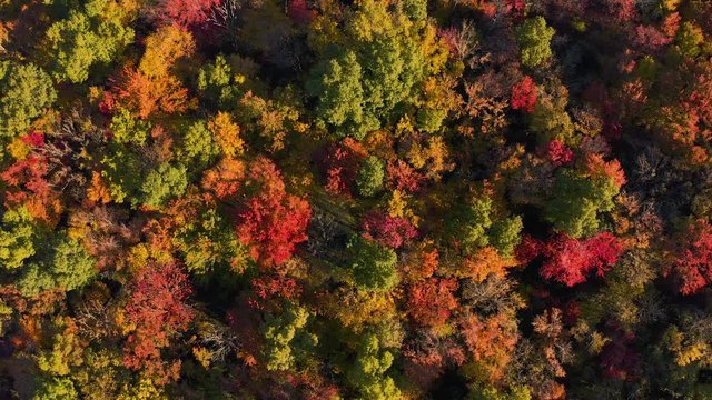 4K Autumn Tree Top Aerial
