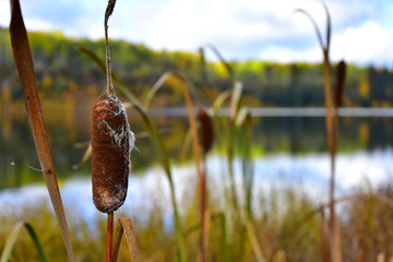 Brown Cattails in Autumn