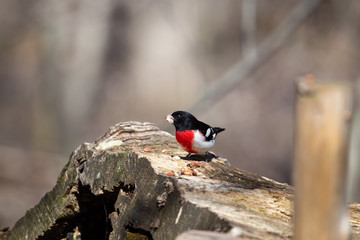 Rose breasted grossbeak male feeding on a stump in a boreal forest Quebec, Canada.