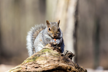Estern Grey squirrel feeding in a Boreal forest Quebec, Canada.