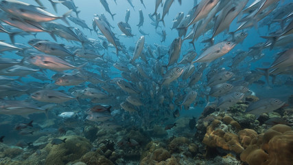 Naklejka na ściany i meble Large school of silver fish swim over coral reef