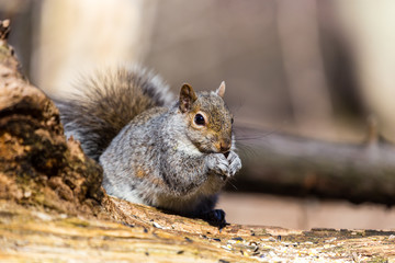Estern Grey squirrel feeding in a Boreal forest Quebec, Canada.