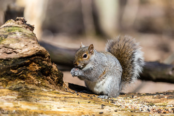 Naklejka na ściany i meble Estern Grey squirrel feeding in a Boreal forest Quebec, Canada.