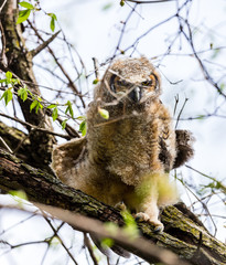 Great horned owlet deep in a boreal forest Quebec, Canada.