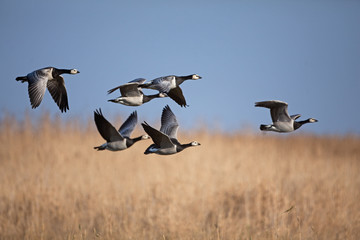 barnacle goose, branta leucopsis, Estonia