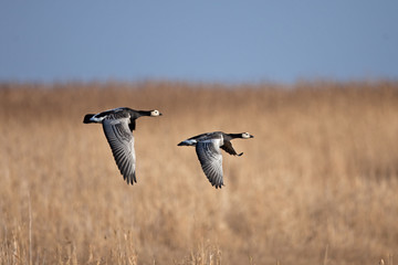 barnacle goose, branta leucopsis, Estonia