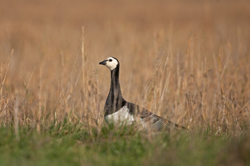 barnacle goose, branta leucopsis, Estonia