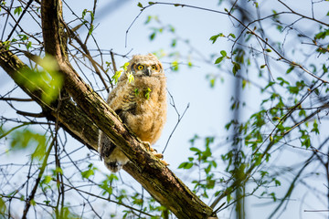 Great horned owlet deep in a boreal forest Quebec, Canada.