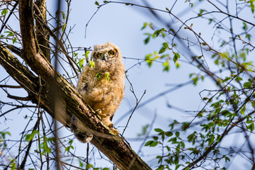 Great horned owlet deep in a boreal forest Quebec, Canada.
