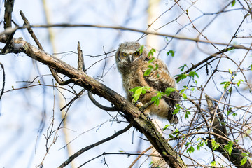Great horned owlet deep in a boreal forest Quebec, Canada.