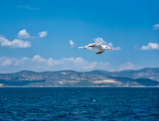 Fototapeta na wymiar Seagull flying over sea