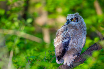 Great horned owlet deep in a boreal forest Quebec, Canada.