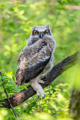 Great horned owlet deep in a boreal forest Quebec, Canada.