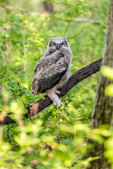 Great horned owlet deep in a boreal forest Quebec, Canada.