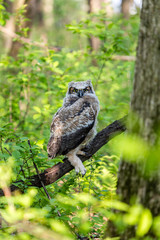 Great horned owlet deep in a boreal forest Quebec, Canada.