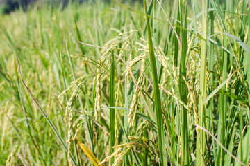 Close up rice in the field
