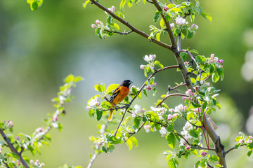 Baltimore oriole foraging and feeding in an orchard filled with apple blossom, Quebec, Canada.
