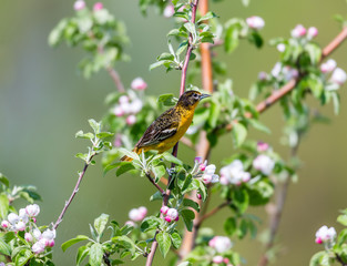 Baltimore oriole feeding in an orchard, Quebec, Canada.